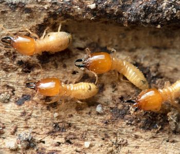 termites Ecopest Expert